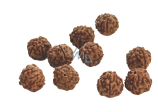 Rudraksha přírodní korálek 10 mm, 10 kusů