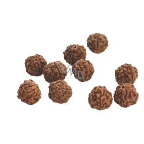 Rudraksha přírodní korálek 10 mm, 10 kusů