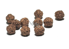 Rudraksha přírodní korálek 8 mm, 10 kusů