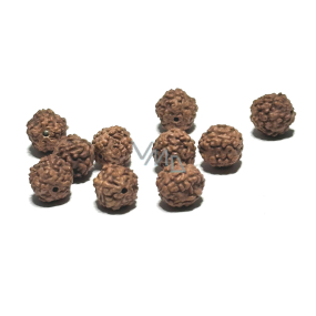 Rudraksha přírodní korálek 8 mm, 10 kusů