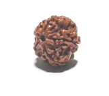 Rudraksha přírodní korálek 18 mm 1 kus