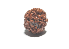 Rudraksha přírodní korálek 18 mm 1 kus