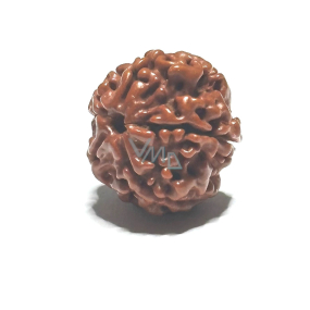 Rudraksha přírodní korálek 18 mm 1 kus