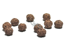 Rudraksha přírodní korálek 9 mm, 10 kusů