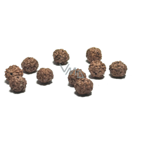 Rudraksha přírodní korálek 9 mm, 10 kusů