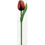 Bohemia Gifts Dřevěný tulipán červeno-bílý 20 cm